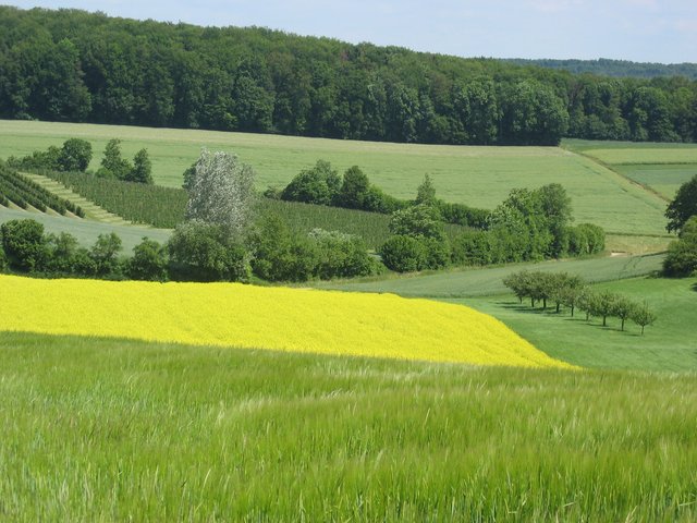 Wiese und Wald 