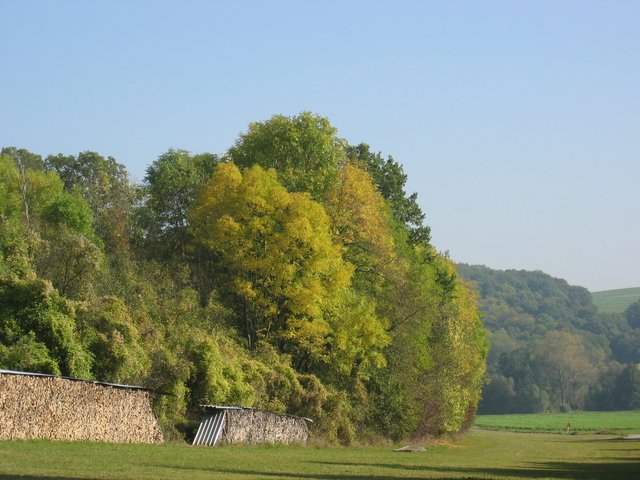 Wiese und Wald 