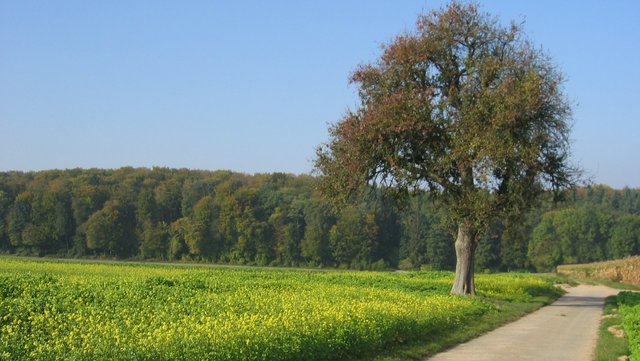 Feldweg und Wiese