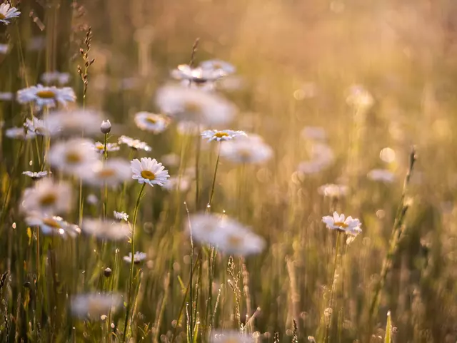 Blumenwiese mit Margheriten