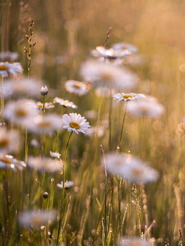 Margariten auf Blumenwiese