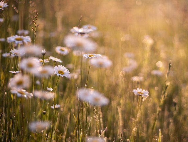 Blumenwiese mit Marghariten