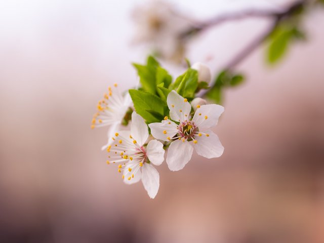 Kirschblüte vor rosa Hintergrund