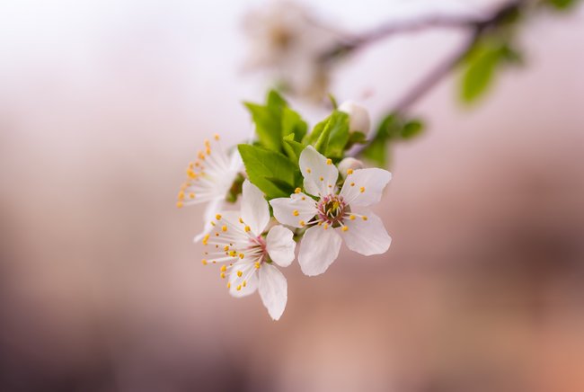 Kirschblüten vor rosa Hintergrund