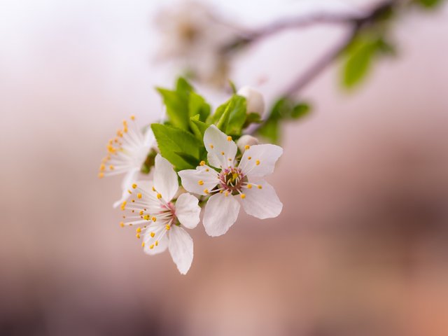 Kirschblüte mit rosa Hintergrund